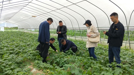 省農技專家深入我縣指導糧油生產 助力種植技術優化升級