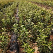 紅肉蘋果苗新品種'正一'種植技術要求