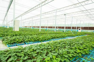 小種苗鏈起大產(chǎn)業(yè) 聚合力拓出共富路