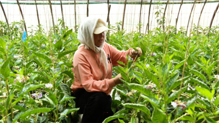 張掖市人民政府推動(dòng)種植技術(shù)開發(fā)，助力農(nóng)業(yè)現(xiàn)代化