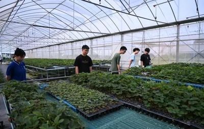 七彩思政大課 青春挺膺擔(dān)當(dāng)——礦大暑期社會(huì)實(shí)踐簡(jiǎn)報(bào)（四）種植技術(shù)開發(fā)