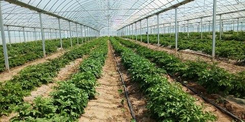 領(lǐng)跑致富路 常開文明花——濰坊濱海經(jīng)濟(jì)技術(shù)開發(fā)區(qū)大家洼街道孟家莊子村種植技術(shù)開發(fā)紀(jì)實(shí)