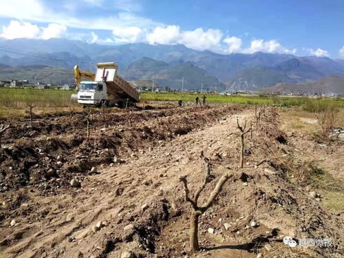 縣商務(wù)投促局引領(lǐng)棗樹種植技術(shù)革新與產(chǎn)業(yè)升級(jí)試點(diǎn)